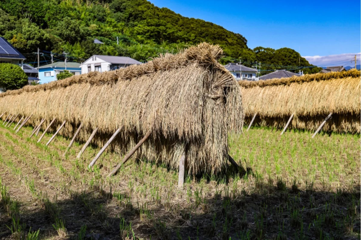 稲架掛けした稲のある田圃の風景