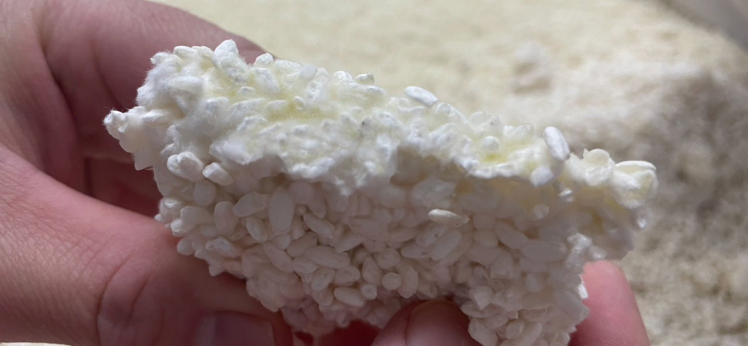 出来上がった米麹を持っている