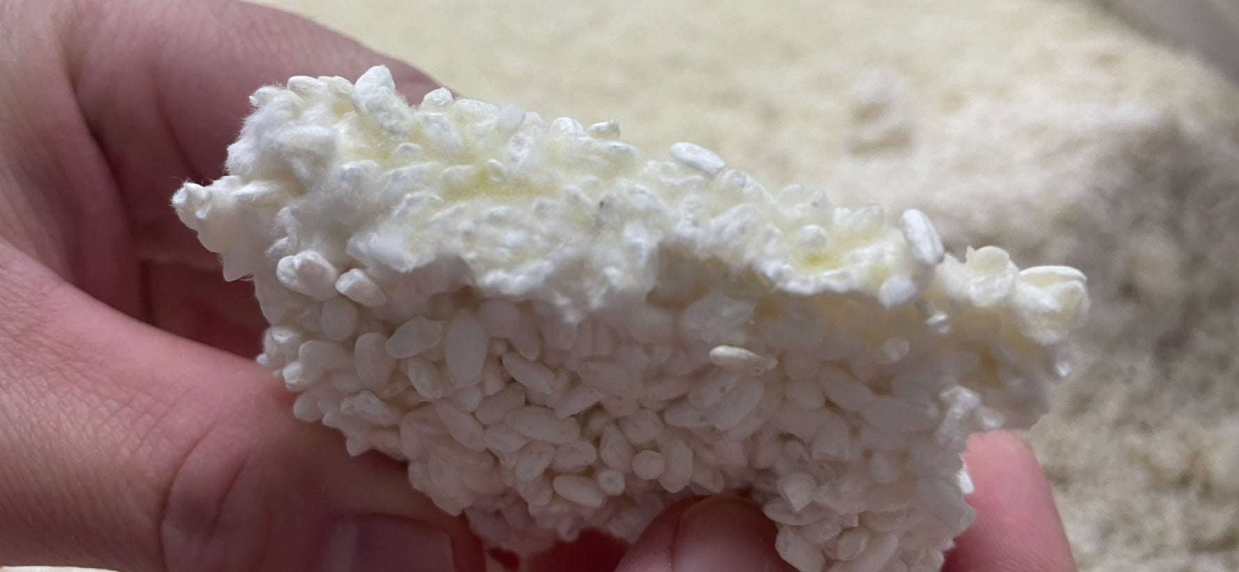 出来上がった米麹を持っている